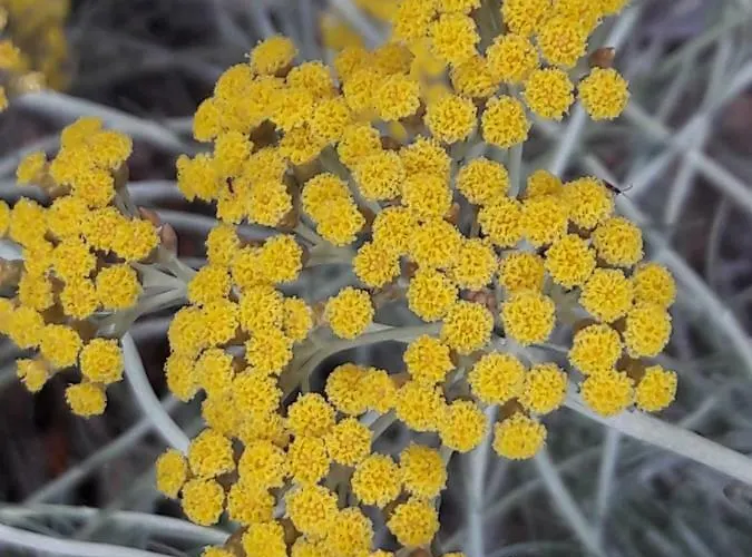 Andrea Apartman Orebić